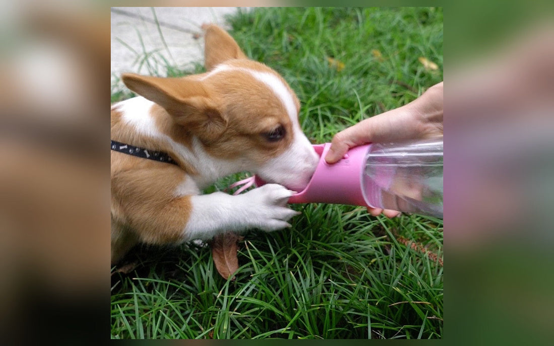 Dog drinking from a portable water bottle