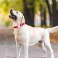 Reflective Nylon Dog Collar in 8 Colors