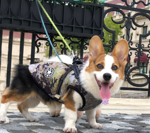 Winter Warm Hooded Dog Coat Jacket For Small Dogs