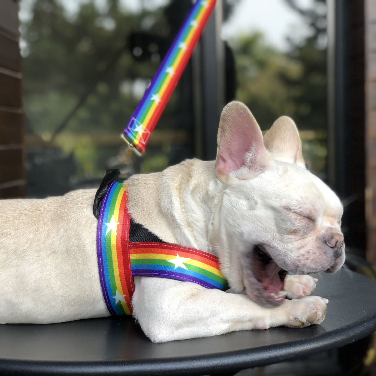 Rainbow Chain Dog Leash Set