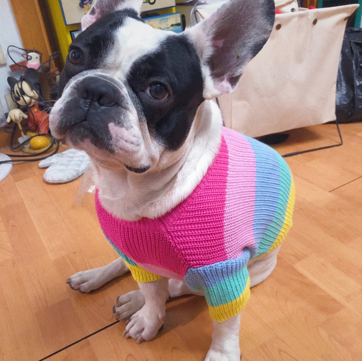 Rainbow Knit Dog Sweater