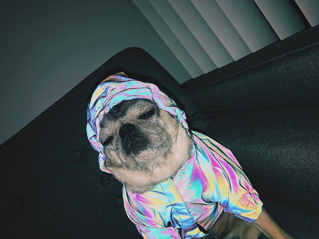 Reflective Windbreaker Hoodie Dog Jacket