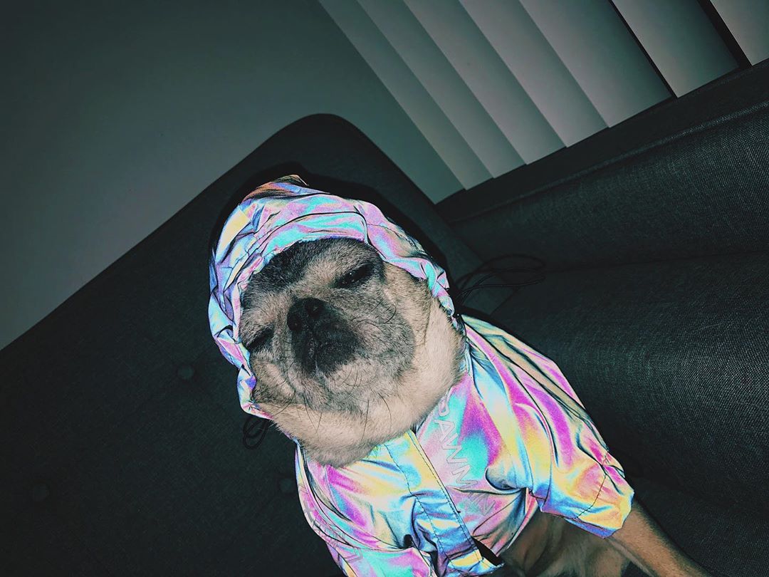 Reflective Windbreaker Hoodie Dog Jacket
