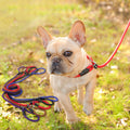 Dog Leash in Multiple Colors and Widths