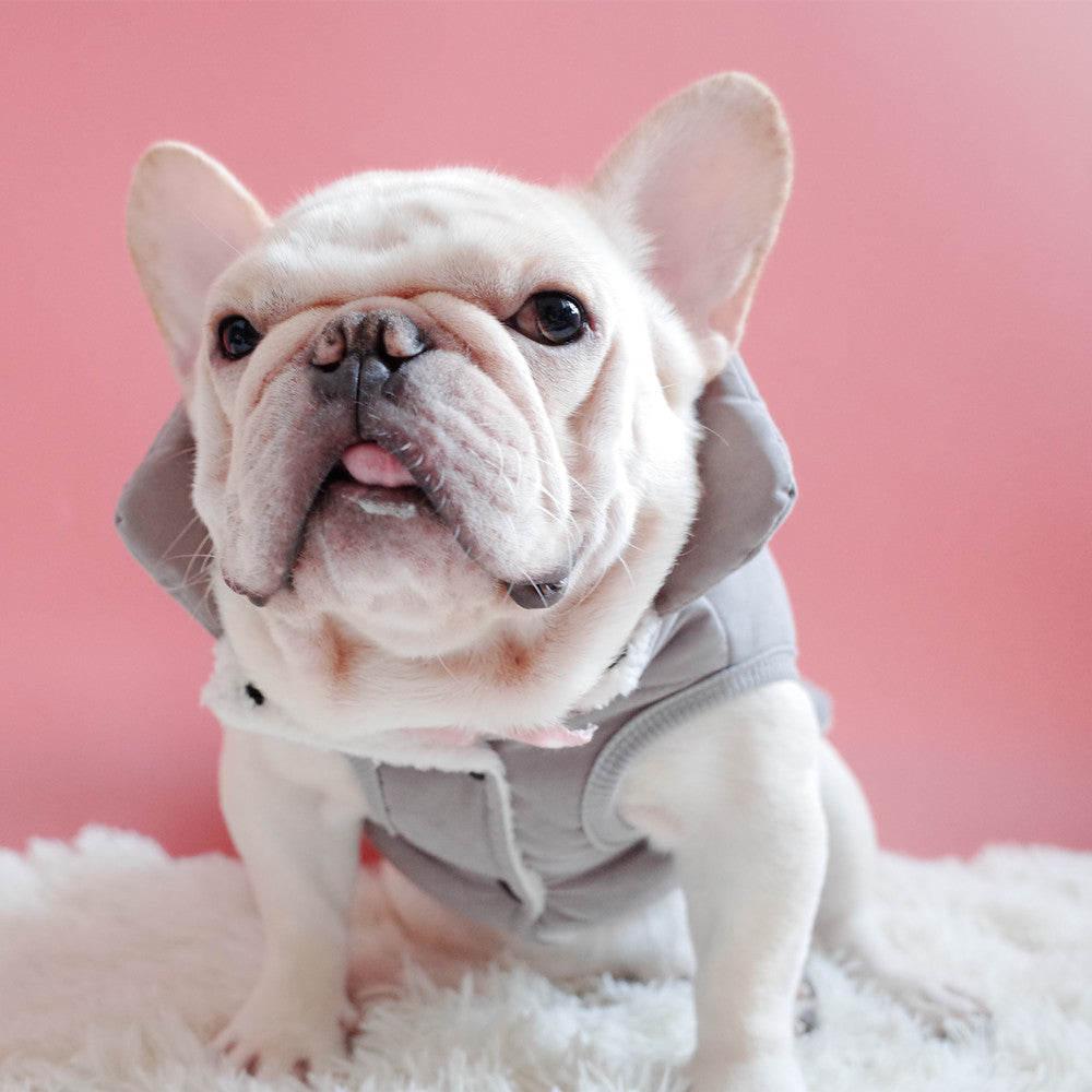 Dog Winter Vest Coat for Schnauzers