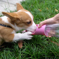 Portable Water Bottle Bowl for Dogs in Blue and Pink