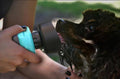 Foldable Dog Travel Water Bottle in Blue, Rose Red, and Tiffany Blue