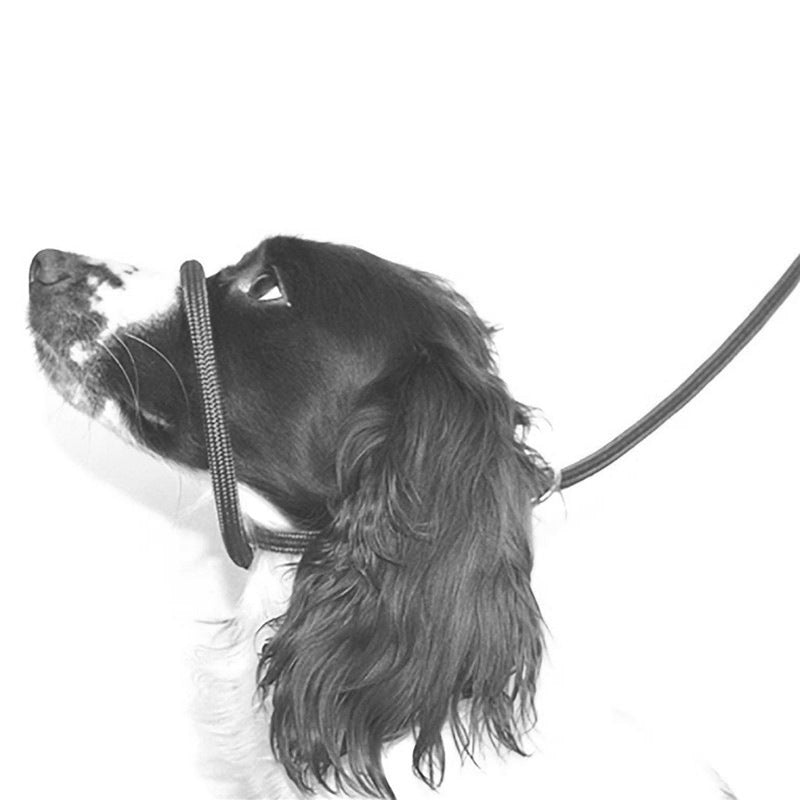 Nylon Walking Leash for Dogs