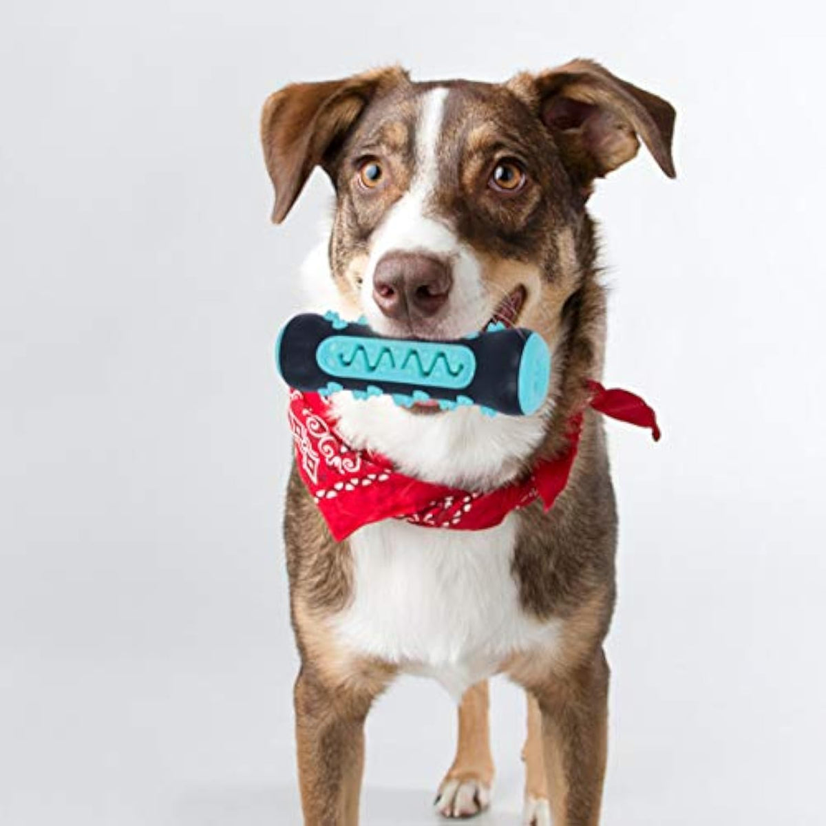 Rubber Stick Chew Toy for Dogs in Blue, Yellow and Green