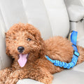 Dog Car Safety Belt for Pets