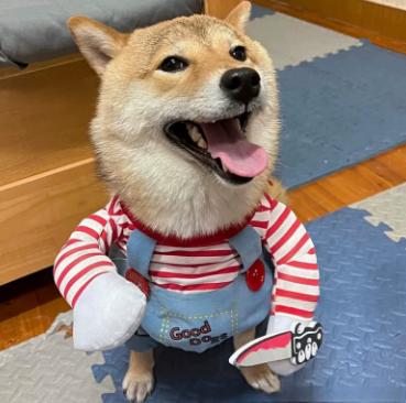 Halloween Costume for Dogs, Adjustable Scary Outfit