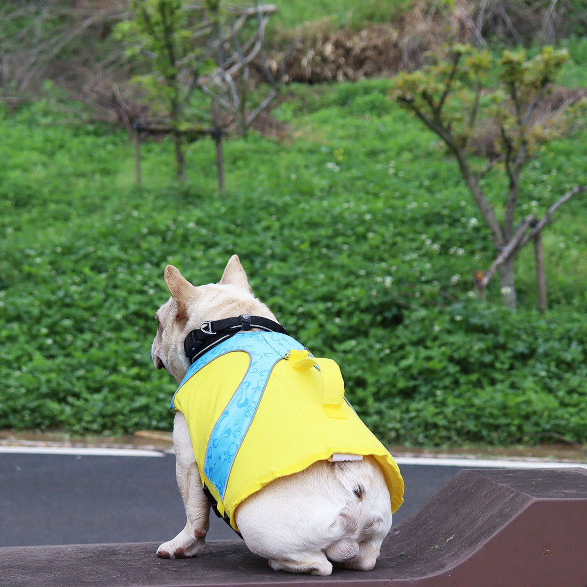 High-Contrast Yellow Dog Swim Vest