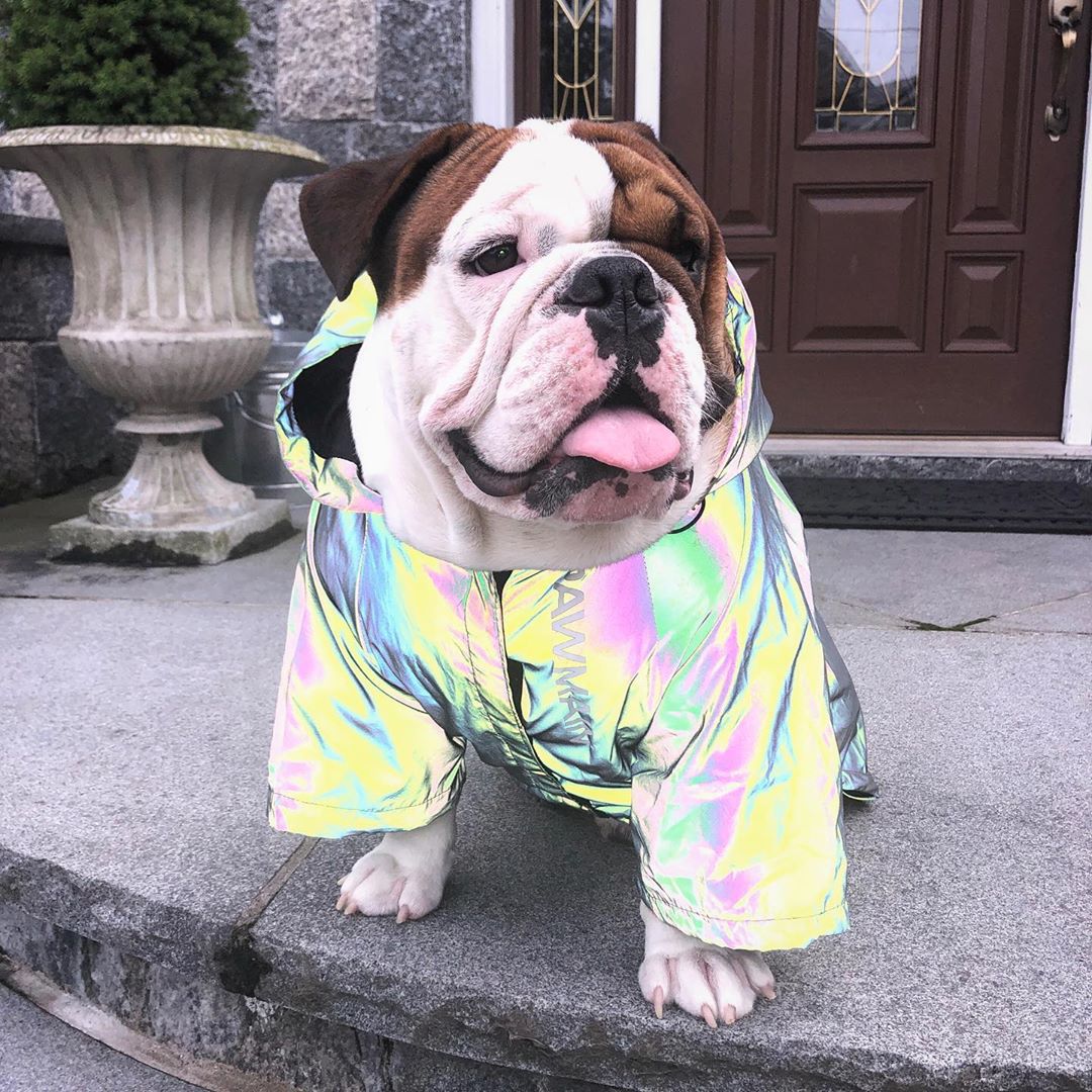 Reflective Windbreaker Hoodie Dog Jacket
