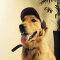 G-shaped embroidered dog hat