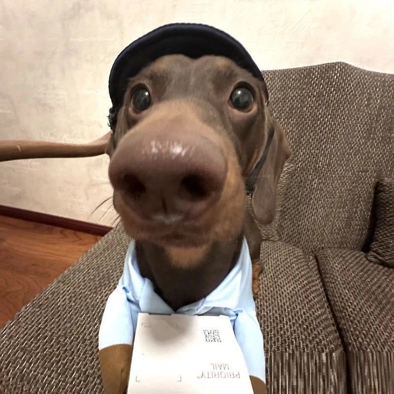Dog Halloween Costume with Hat for Small Dogs
