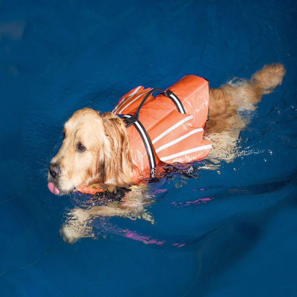 Reflective Dog Vest in Orange, Pink, Blue and Green
