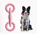 Dog Chew Toy Ring in Blue, Pink & Green