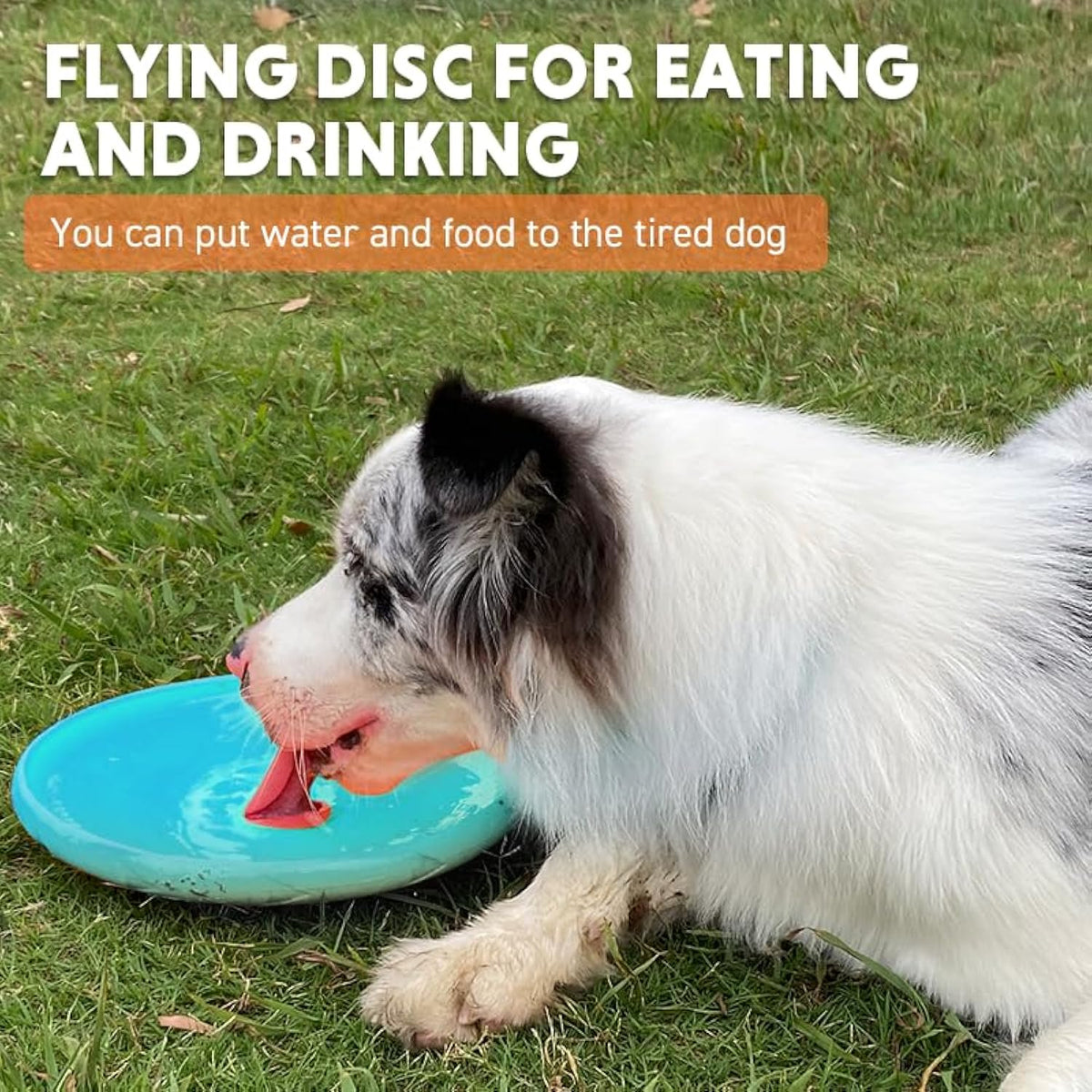 Durable Flying Disc for Dogs in Blue and Yellow