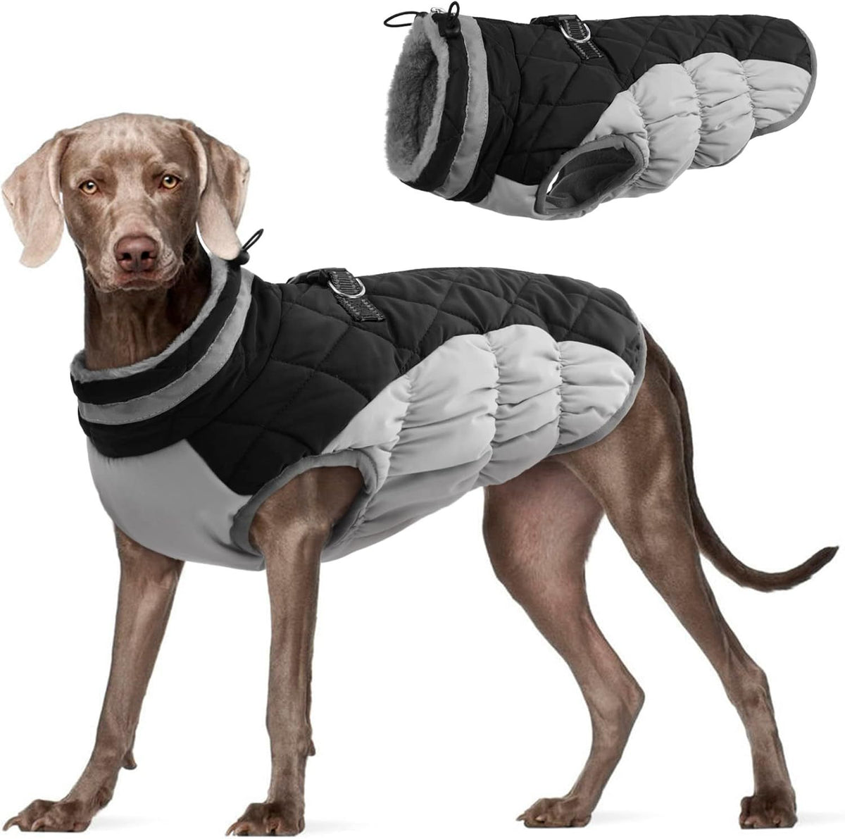 Windproof Padded Winter Dog Coat in 9 Colors