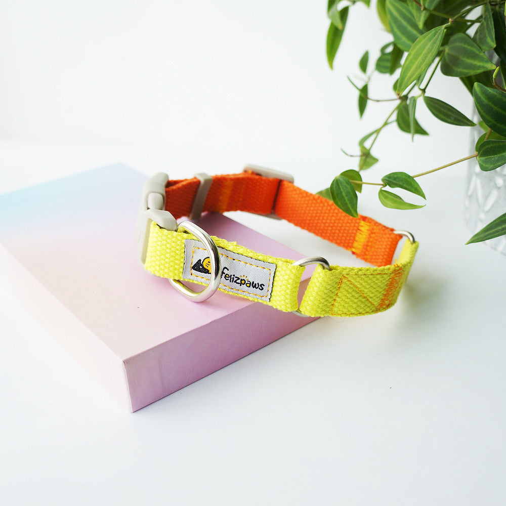 Hit Color Dog Collar - Bright Two-Tone Collar for Dogs