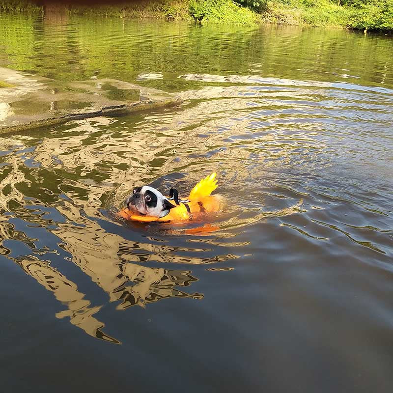 Dragon Tail Dog Swim Vest in Blue and Yellow