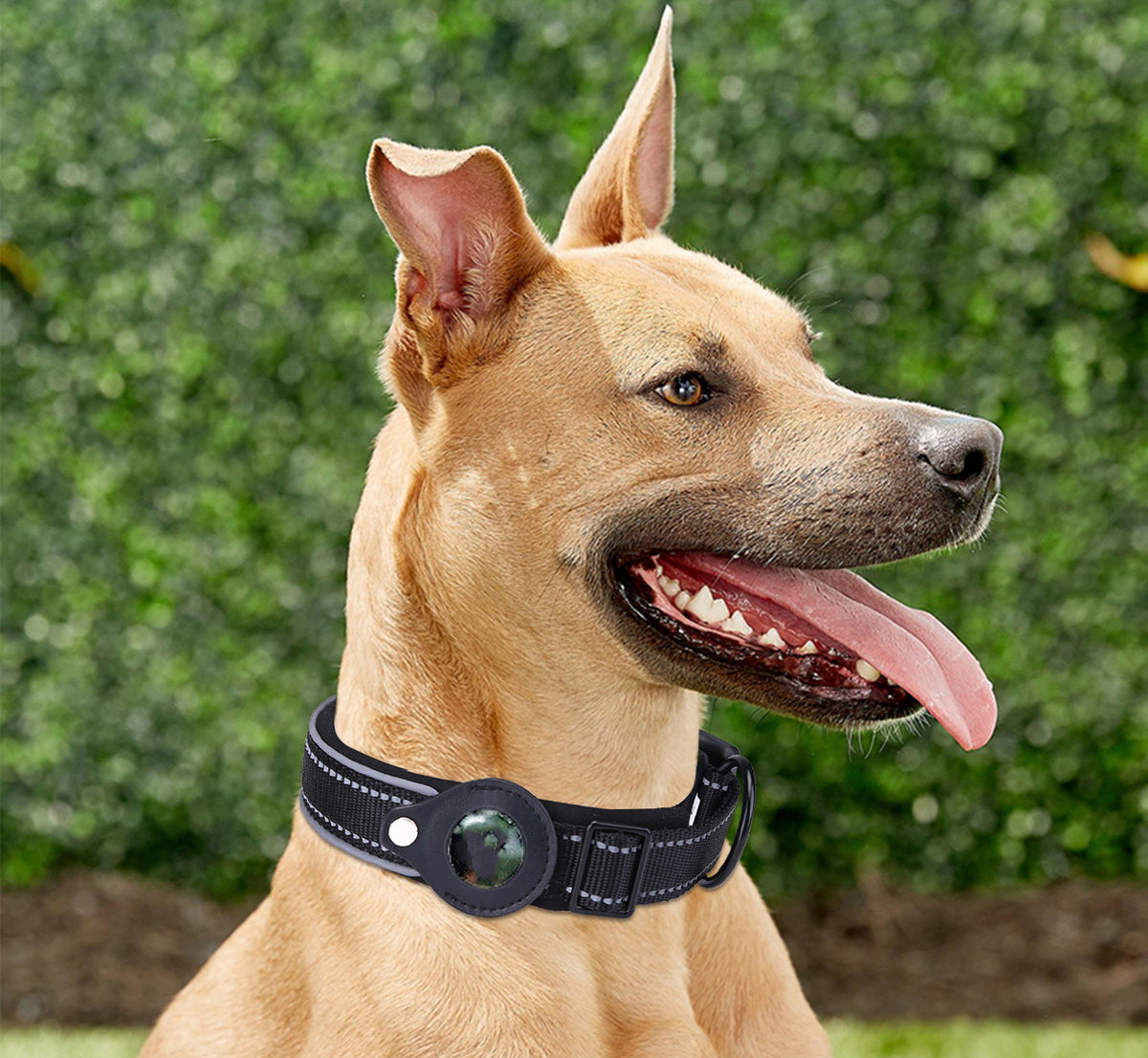 Adjustable Dog Collar with Tracker Pocket in Multiple Colors