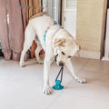 Natural Rubber Chew and Fetch Toy with Rope