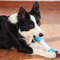 Rubber Puppy Chew Toys in Small, Medium and Large