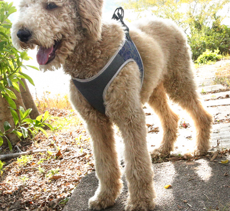 Dog Harness Vest in Blue, Black, and Green